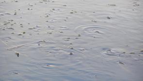 Fish in distress during hot spell – Inland Fisheries Ireland seeks help of public