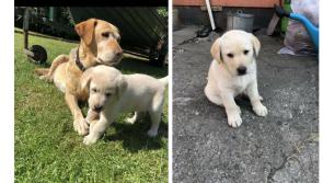 Longford family devastated after Labrador puppies stolen from their home
