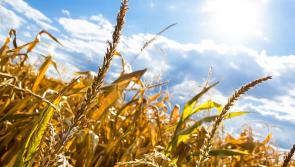 Teagasc event in Longford to discuss impact of drought on farmers