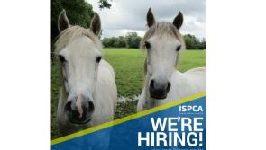 Longford Leader Jobs Alert: ISPCA recruiting an Equine Care Assistant  for their National Animal Centre at Kenagh