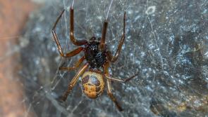 Every county in Ireland can expect influx of deadly false widow spiders 