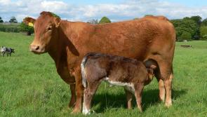 Longford Leader Farming: Environmental advice on suckler farming efficiency