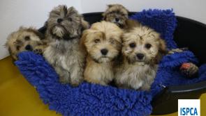 A dog's life...ISPCA removes 86 dogs from illegal dog breeder 