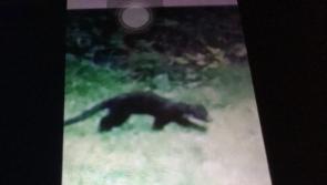 PHOTO: Drumlish woman trying to identify strange 'creature' in her back garden