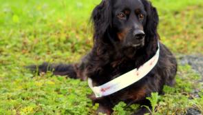 Help this Longford dog to become the next Nose of Tralee