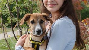 Dogs Trust announces that puppies across Ireland will be recruited for ground-breaking new research