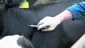 Longford Leader Farming: TB forgotten but not gone


