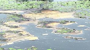 Longford anglers lament 'death of a once great fishery'