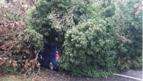 BREAKING: Tree falls onto car in Offaly as crowds head to Ploughing 2018