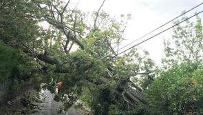 Health and Safety Authority (HSA) warns on danger posed by fallen trees after Storm Lorenzo