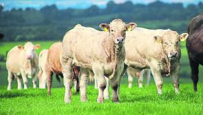 Beef & Nitrates information evening to be held in Granard