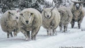 Could this winter be Longford's coldest yet?