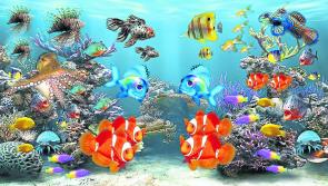 Longford Leader Writing Corner: 'Dive'-rsity in the Deep Blue Sea