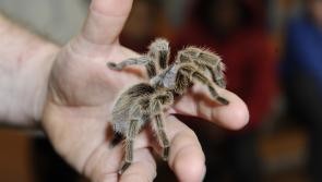 Longford to celebrate the best of science this November