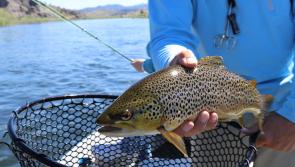 Longford anglers welcome move to protect wild brown trout in western lakes