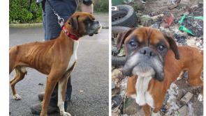Rescued boxer dogs find an amazing home together after spell of rehabilitation in Longford