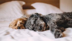 Maxi Zoo Longford: Advice on a good night's sleep for your pet
