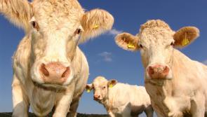 'Farmers will eventually  get sense' if beef prices don't rise, says Longford councillor