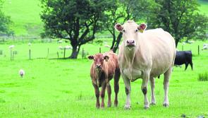 Longford cllr calls on 'beef baron' to start paying farmers a decent price ahead of renewed beef talks