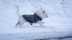 ISPCA pet care tips and advice for cold weather