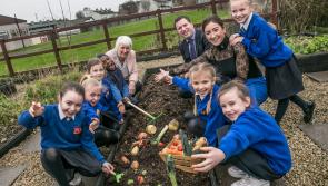 Ready, Steady…Grow! With Agri Aware’s Incredible Edibles programme