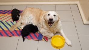 Dogs Trust launches ‘Nicer to Neuter’ campaign in a bid to decrease the unwanted dog population in Ireland