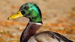 Longford Councillors dispute the mystery of the disappearing ducks