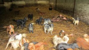 Puppy farmer sentenced to three years in jail and banned from keeping dogs or equines for life 