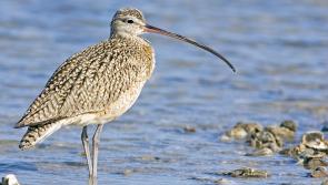 World Curlew Day to inspire pride in Longford's curlew population
