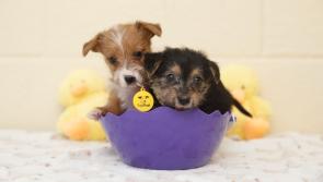 Dogs Trust warns of the dangers of Easter chocolate for dogs