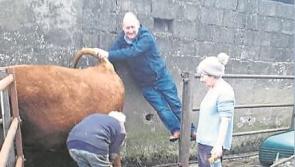 Longford Leader Parish Pump: Cowing calves to Mick Hucknall wannabes 