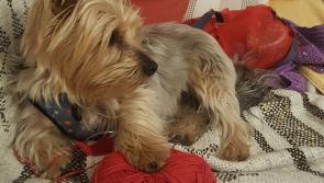 Family pet believed to have been stolen from Ballymahon