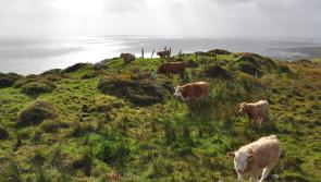 Cattle outputs down by 9% from 2018