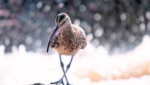Date set for wind farm oral hearing following discovery of rare bird species in bogland