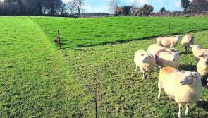 The top ways to reseed grass