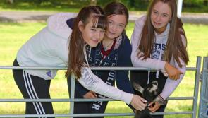 Longford Leader gallery: Crowds have a ‘vrooming’ good time at 14th Vintage Show 