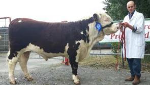 Longford farmer achieves €5,950 at Nenagh show and sale
