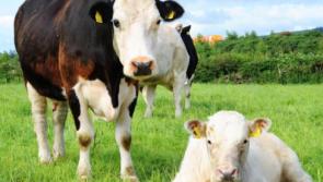 The best way to deal with late-calving cows