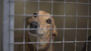 6,000 greyhounds killed annually for just being too slow reveals RTE Investigates
