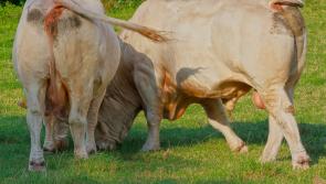 BDGP changes welcomed by IFA livestock chair