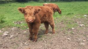 GALLERY| Fluffy new arrival for Longford farmer