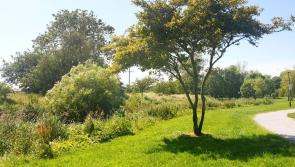 WATCH | Longford Mall saturated with sunlight as people enjoy the hottest day of the year so far