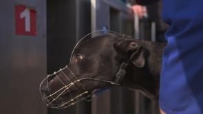 Longford greyhound track to be targeted by anti-cruelty activists