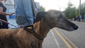 Letter to the Editor: Irish Greyhound Board shedding crocodile tears