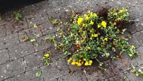 Outrage as flower display vandalised overnight in Longford
