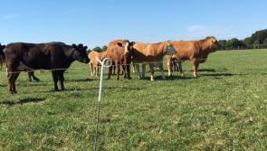 Longford Leader Farming: Summer Mastitis in the herd