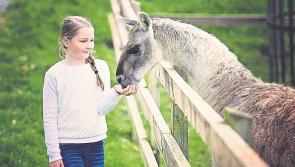 Family days out at Athlone's Glendeer Pet Farm