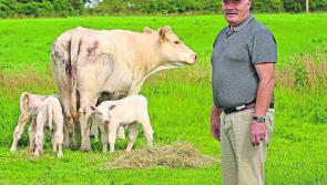 Drumlish farmer welcomes triplet calves