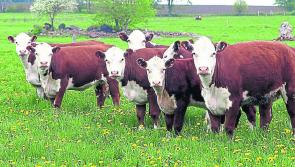 Longford Leader Farming: Farmers should sell hard as Christmas demand pushes price upwards 