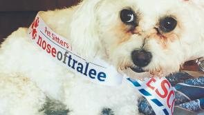 ‘Ruff’ competition for Longford pooch in the race for the Nose of Tralee crown